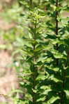 Starry rosinweed